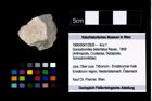 Foto (Objekt + Etikett) von Goniodromites bidentatus (Reuss, 1859)  (NHMW-GEO-1990-0041-2920)